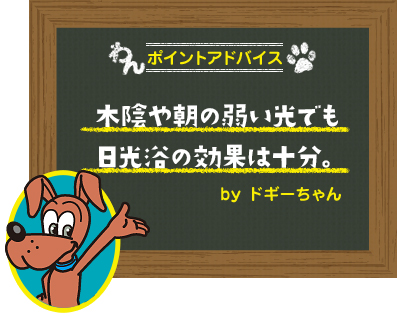 木陰や朝の弱い光でも日光浴の効果は十分。