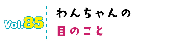わんちゃんの目のこと